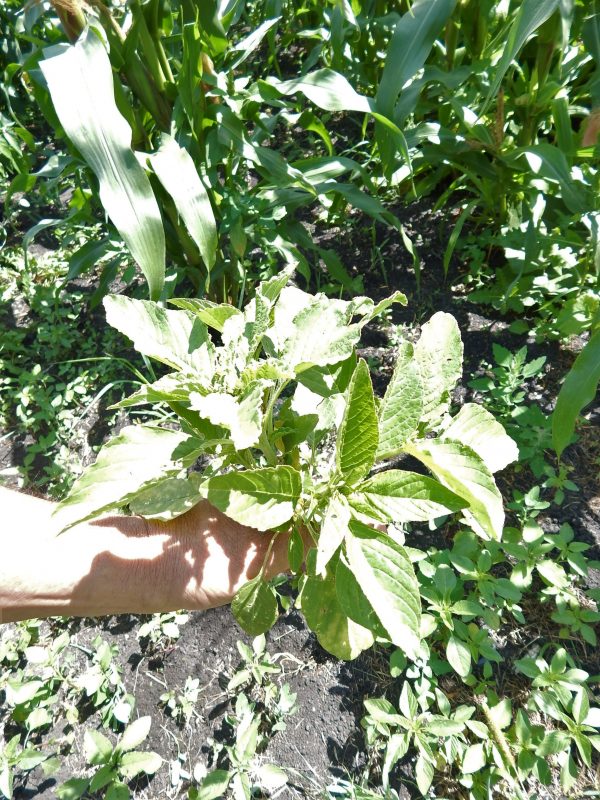 Can Chickens Eat Weeds in Your Garden? Backyard Poultry